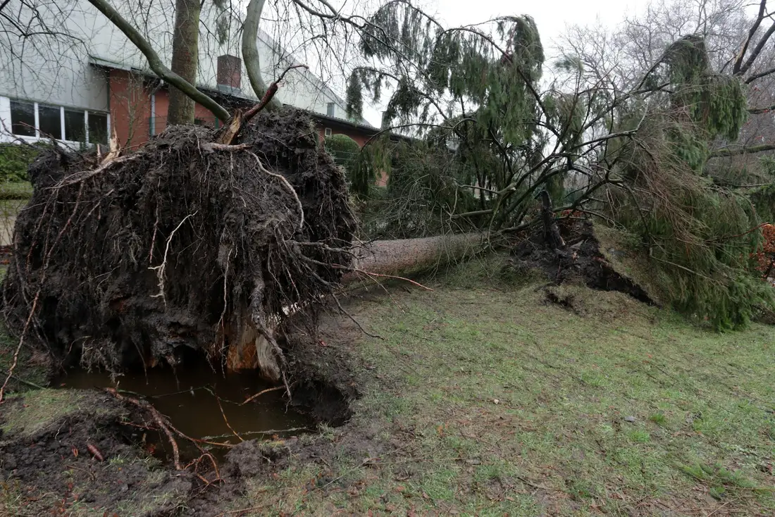 Uprooted tree brought down by storm winds lying against a house in a residential yard