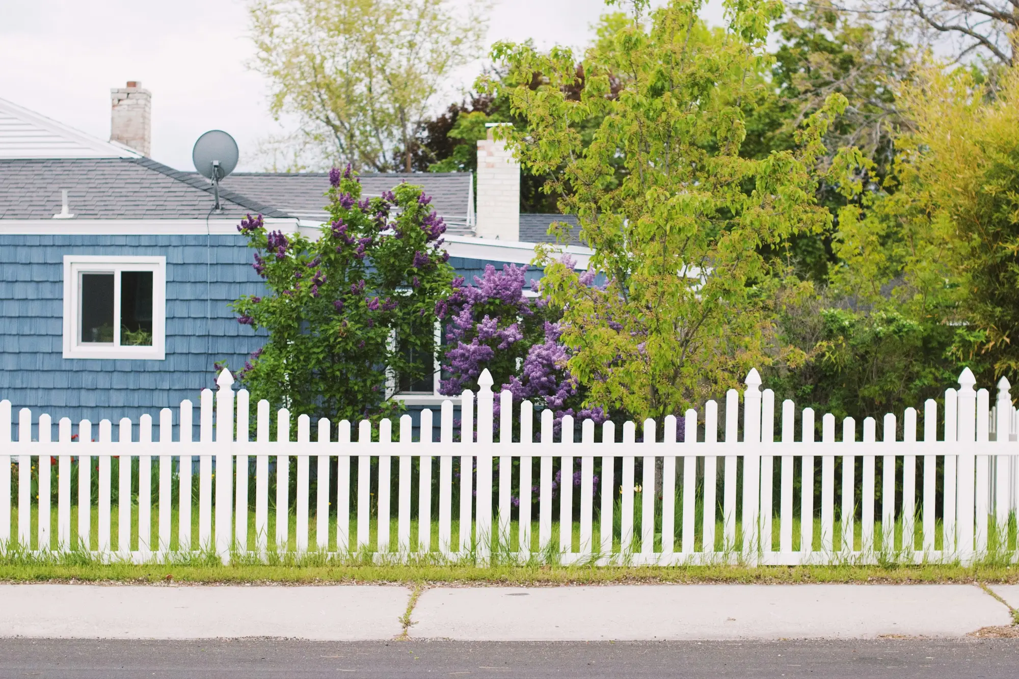 White picket fence with pointed posts along a sidewalk in front of a blue shingled house and blooming lilacs