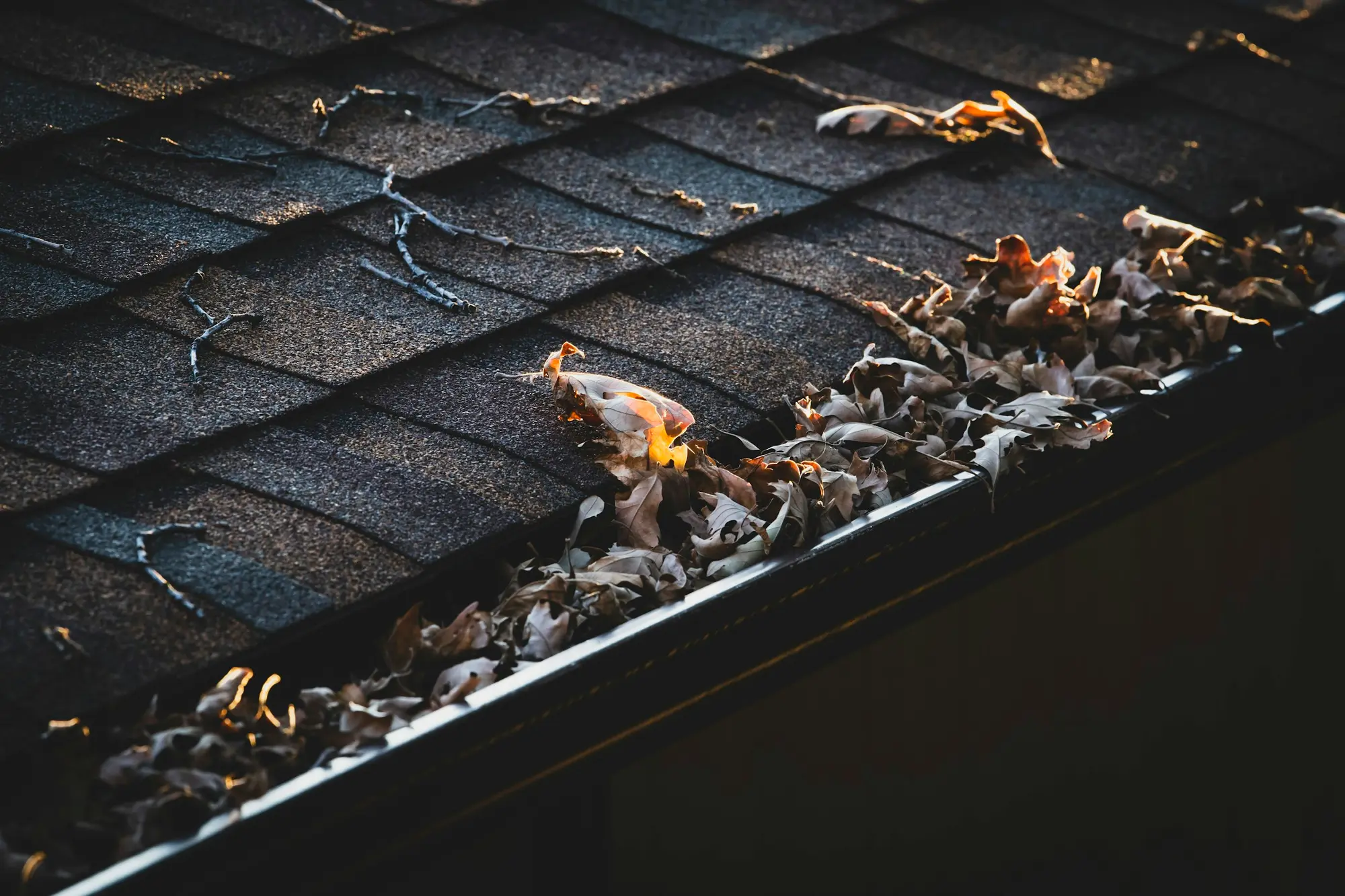 Dry autumn leaves packed into a roof gutter along a dark asphalt shingle roof in low evening light