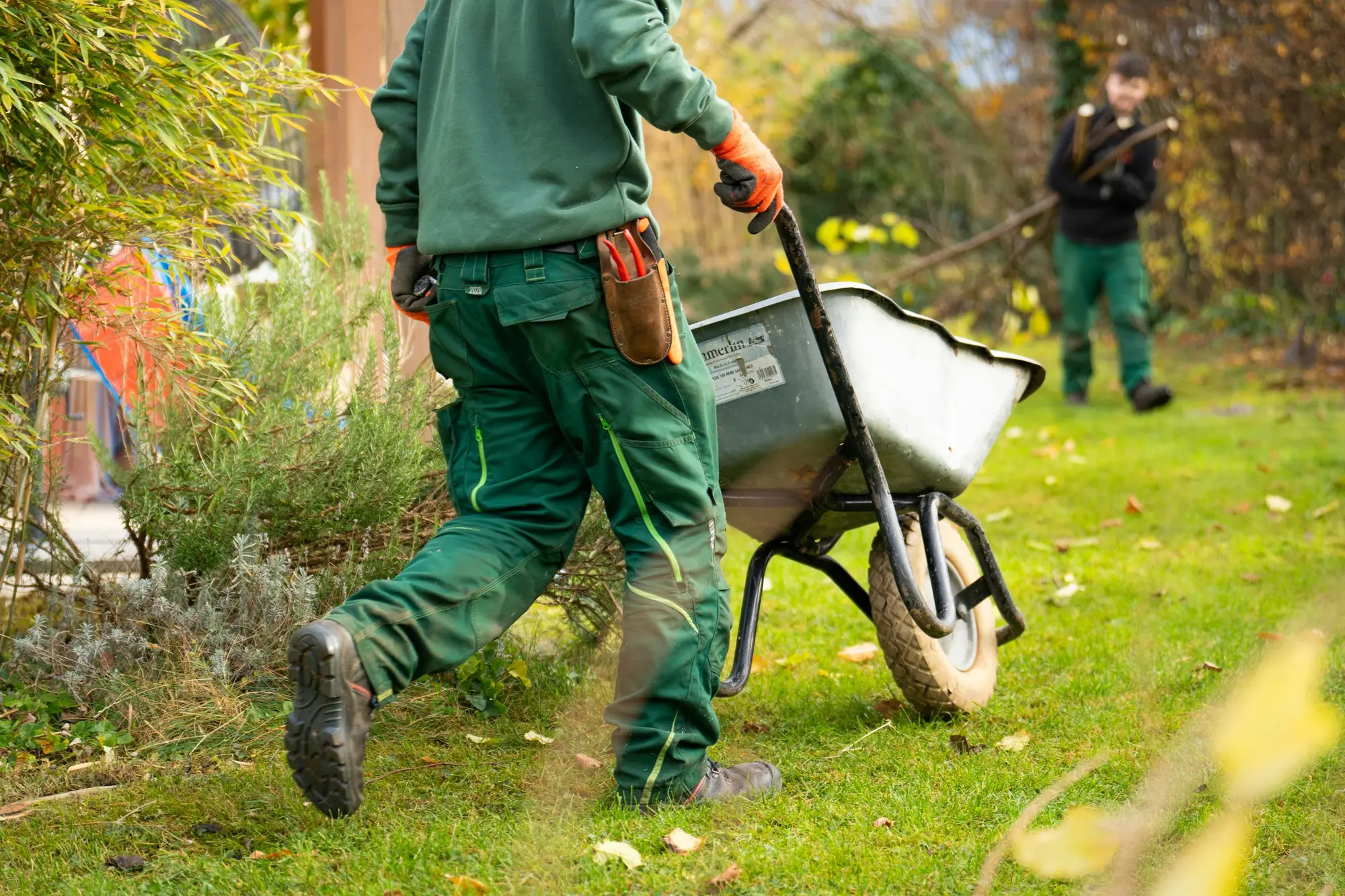 Landscaping crew member pushing a wheelbarrow across a lawn covered in fall leaves while a second worker carries branches