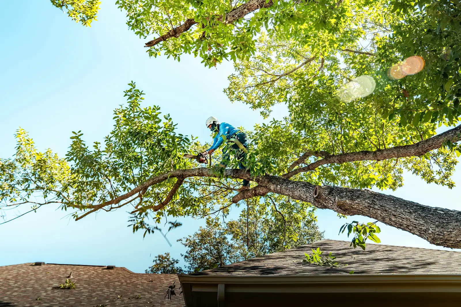 Arborist with a chainsaw removing a large branch overhanging a home's roof