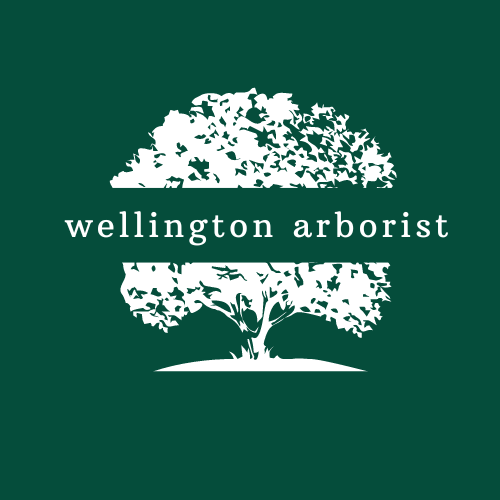 wellington new zealand